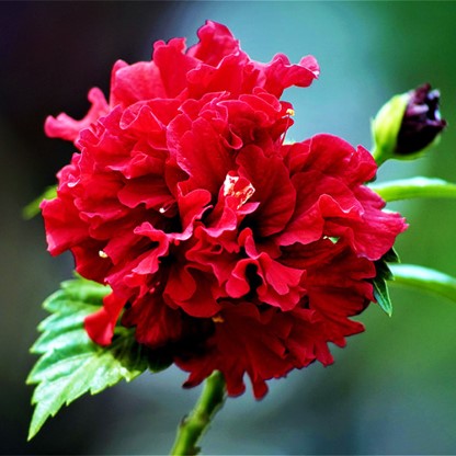 Double-Petal-Hibiscus-plant-Red-color.jpg