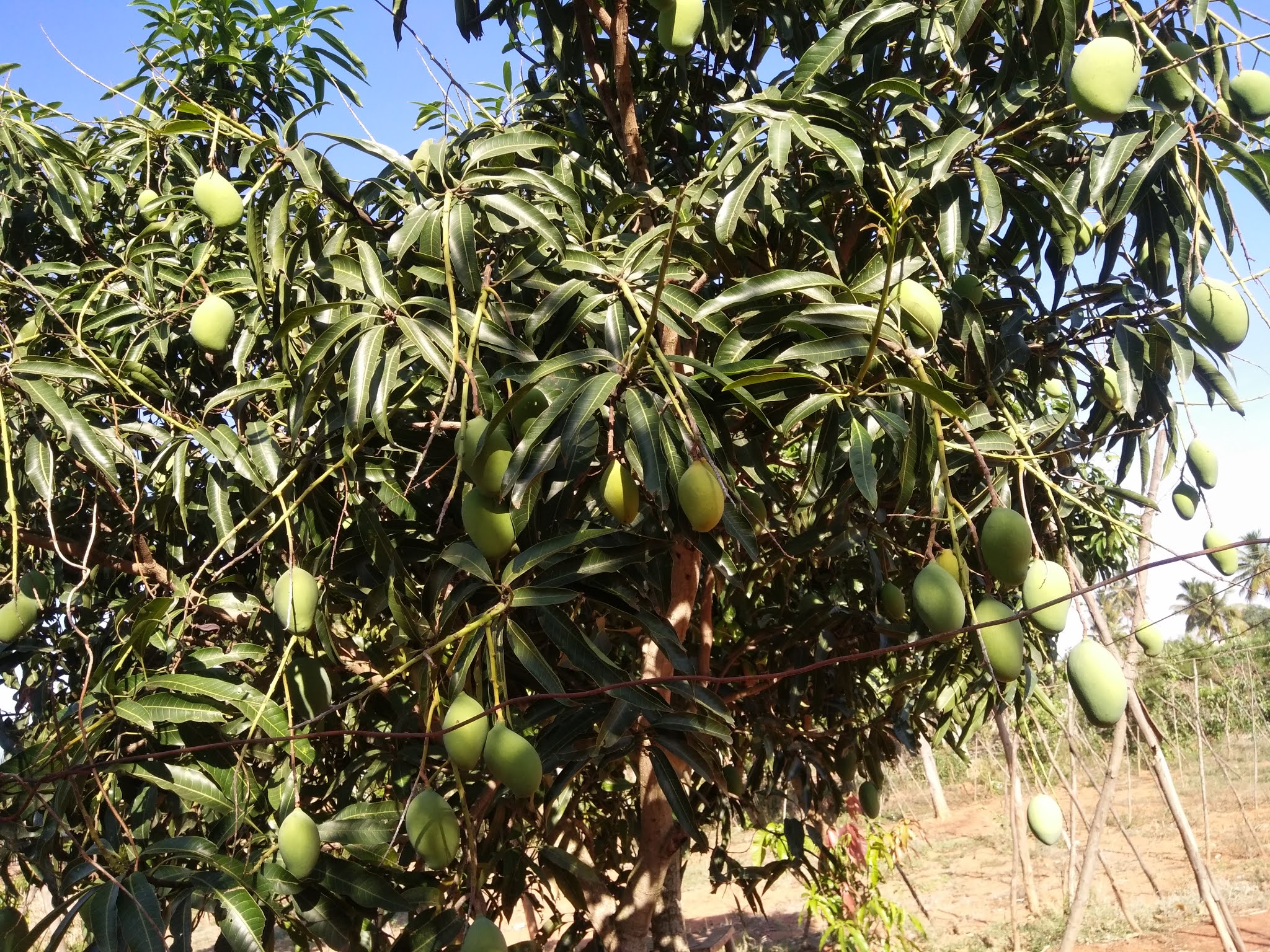 Pyanabi Mallika Grafted Mango Plant – PYANABI