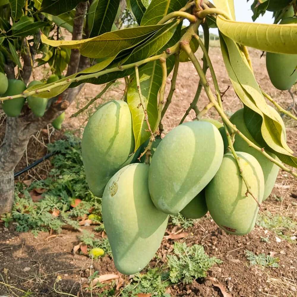 Pyanabi Mallika Grafted Mango Plant – PYANABI