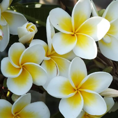 Plumeria-1.jpg