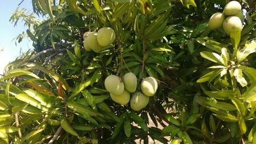 Pyanabi Banganapalli Grafted Mango Plant – PYANABI