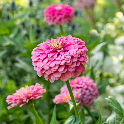 zinnia_super_yoga_rose_seeds.jpg