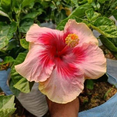 Pyanabi Australian Hibiscus Plant(red and pink)