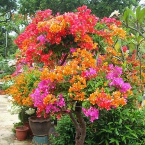 Pyanabi Bonsai Bougainvillea Plant(10 colours)
