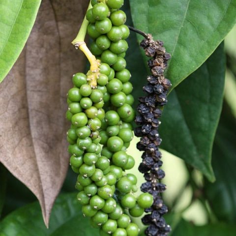 Pyanabi Whole Black Papper(golmrich) Plant