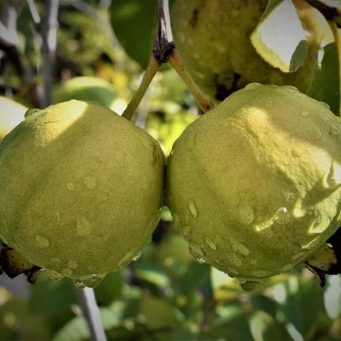 Pyanabi VNR Guava Fruit Plant