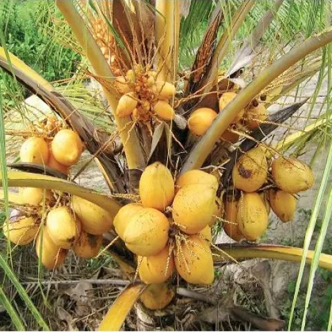 Pyanabi Vietnam Hybrid Coconut Plant